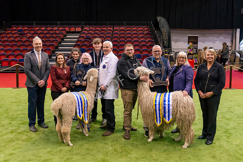 IWM0310 
 Photography of BAS National Show 2023 
 Keywords: Surrey Photographer, Alpacas, Suri, Huacaya, 2023, BAS, British Alpaca Society, Alpaca, Suri, Huacaya, Fleece Judging, Halter Show