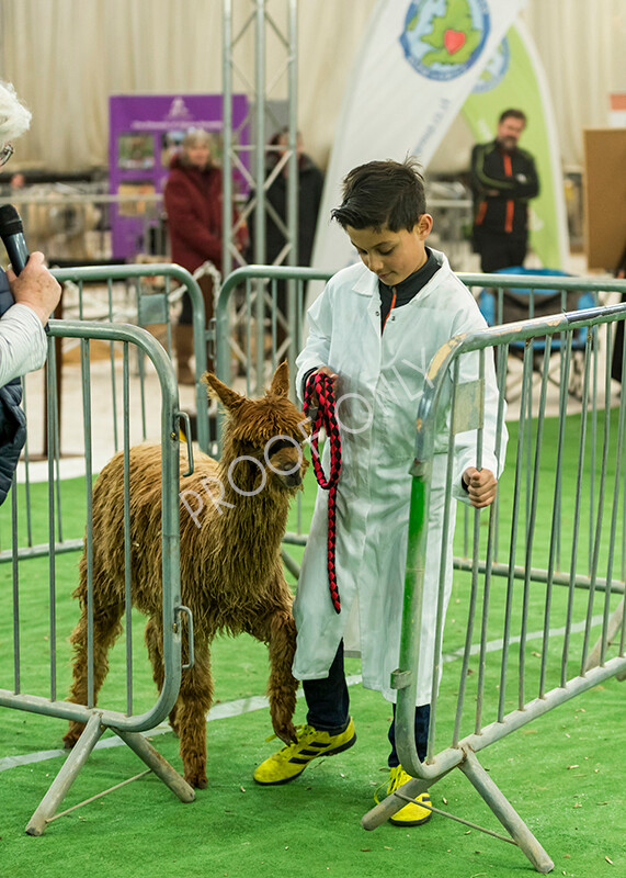 IWP7636 
 HoEAG Spring Fiesta 2022 
 Keywords: Surrey Photographer, Alpacas, Suri, Huacaya, HoEAG, Spring Fiesta, 2022, Heart of England Alpaca Group