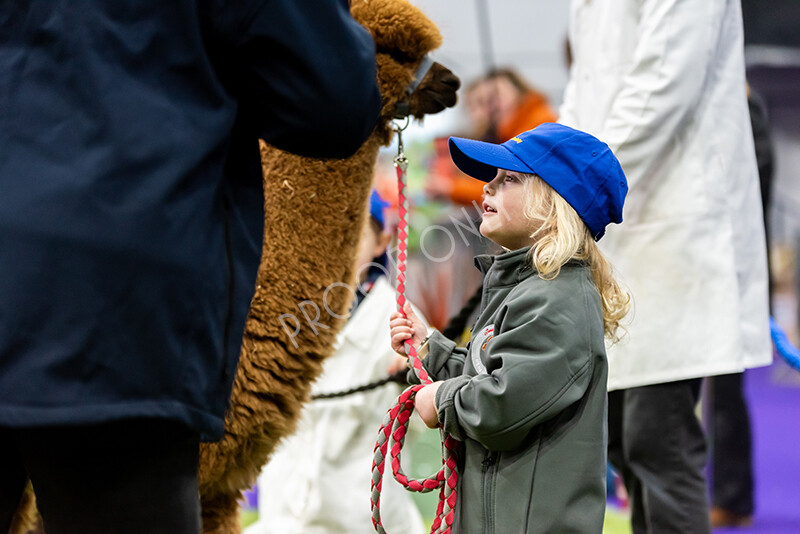 IWP0712 
 BAS National Show 2024 
 Keywords: British Alpaca Society, National Show, 2024, Champion of Champions Fleece Show, Alpaca, Suri, Huacaya