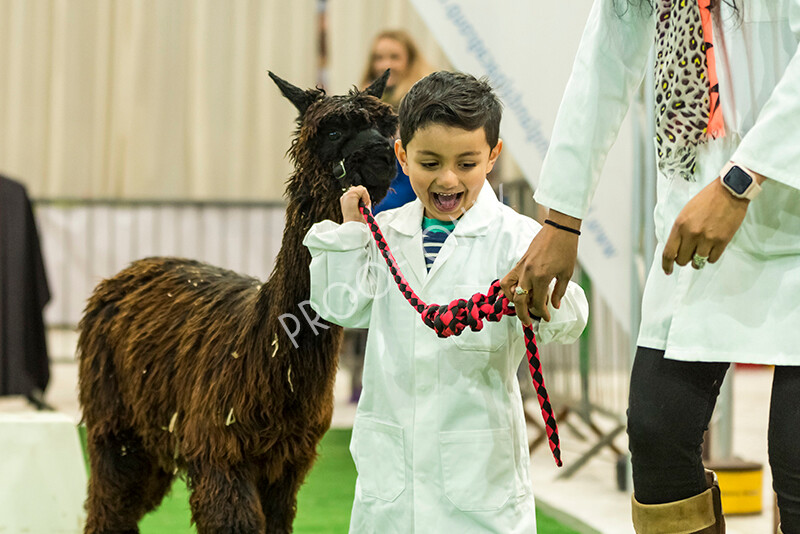 IWP7646 
 HoEAG Spring Fiesta 2022 
 Keywords: Surrey Photographer, Alpacas, Suri, Huacaya, HoEAG, Spring Fiesta, 2022, Heart of England Alpaca Group