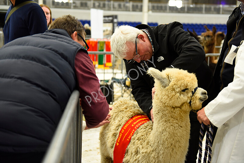 IWP4263 
 HOEAG Spring Fiesta 2024 
 Keywords: Heart of England Alpaca Group, Spring Fiesta 2024, Alpaca Show, Fleece Show Alpaca, Suri, Huacaya