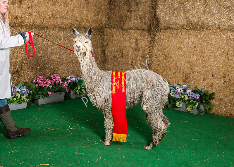 IWM7431 
 HoEAG Spring Fiesta 2022 
 Keywords: Surrey Photographer, Alpacas, Suri, Huacaya, HoEAG, Spring Fiesta, 2022, Heart of England Alpaca Group