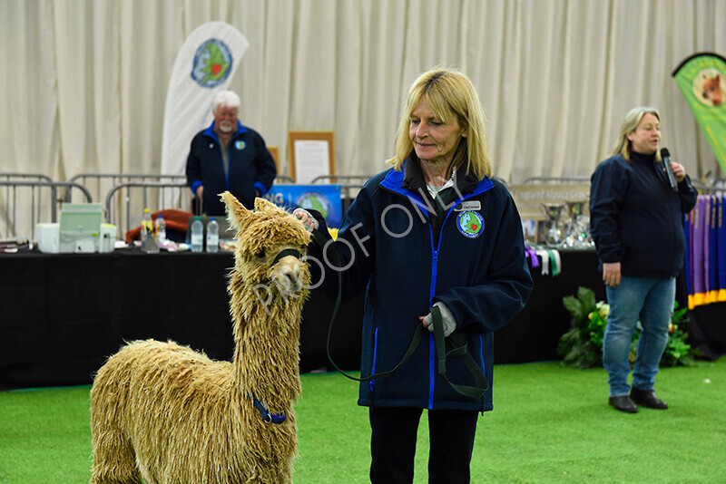 IWP1560 
 HoEAG Spring Fiesta 2023 
 Keywords: Surrey Photographer, Alpacas, Suri, Huacaya, HoEAG, Spring Fiesta, 2023, Heart of England Alpaca Group