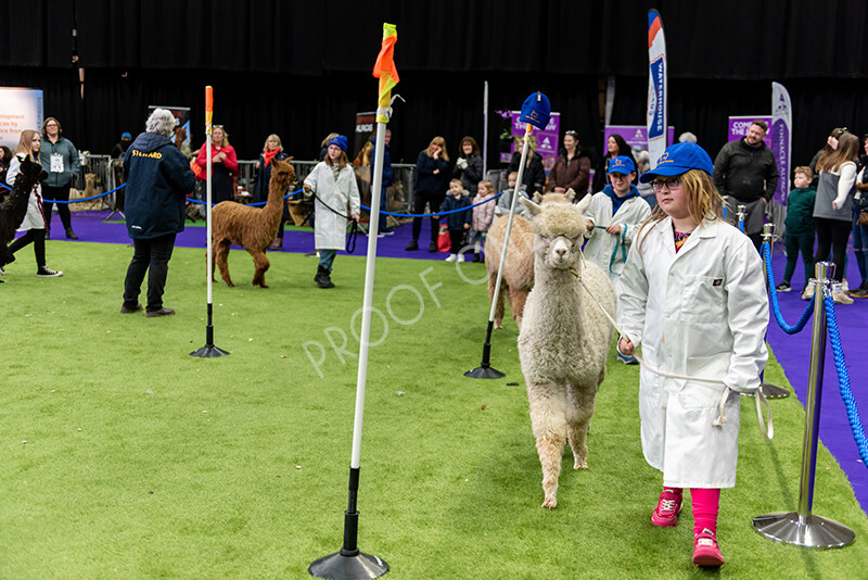 IWP0834 
 BAS National Show 2024 
 Keywords: British Alpaca Society, National Show, 2024, Champion of Champions Fleece Show, Alpaca, Suri, Huacaya