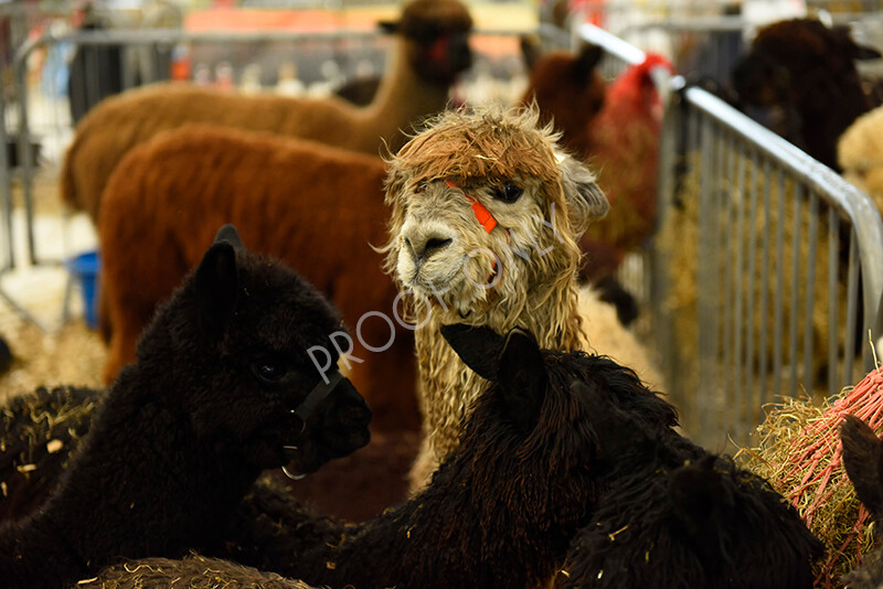 IWP4331 
 HOEAG Spring Fiesta 2024 
 Keywords: Heart of England Alpaca Group, Spring Fiesta 2024, Alpaca Show, Fleece Show Alpaca, Suri, Huacaya