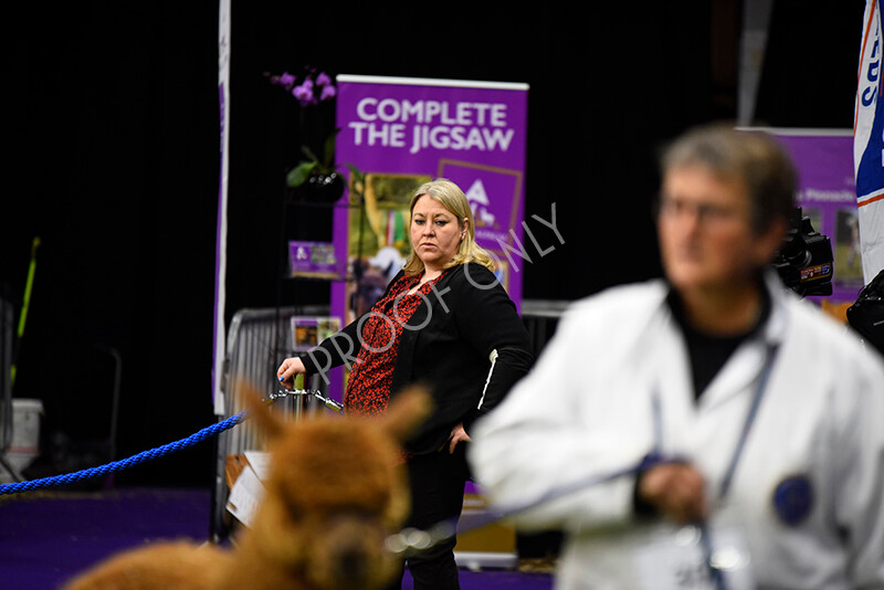 IWP0483 
 BAS National Show 2024 
 Keywords: British Alpaca Society, National Show, 2024, Champion of Champions Fleece Show, Alpaca, Suri, Huacaya