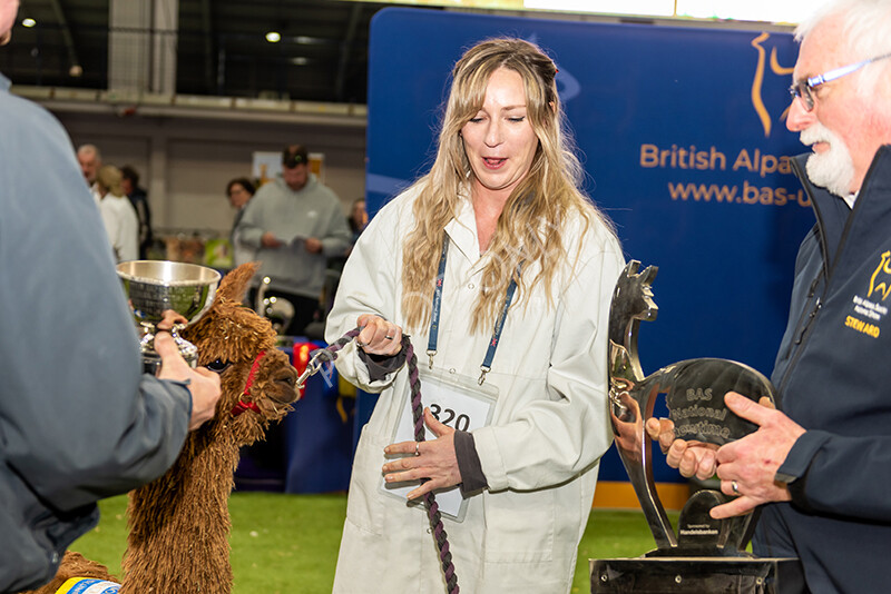 IWP1671 
 BAS National Show 2024 
 Keywords: British Alpaca Society, National Show, 2024, Champion of Champions Fleece Show, Alpaca, Suri, Huacaya