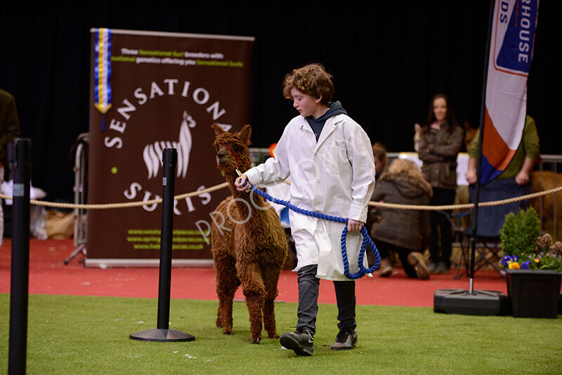 IWM9916 
 Photography of BAS National Show 2023 
 Keywords: Surrey Photographer, Alpacas, Suri, Huacaya, 2023, BAS, British Alpaca Society, Alpaca, Suri, Huacaya, Fleece Judging, Halter Show