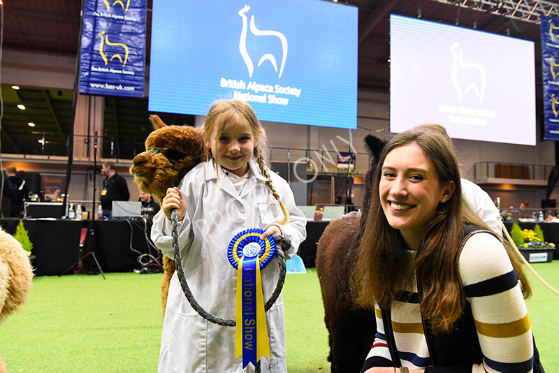 IWM5747 
 BAS National Show 2022 
 Keywords: Surrey Photographer, Alpacas, Suri, Huacaya, BAS National Show 2022, BAS' British Alpaca Society