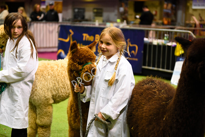 IWM5720 
 BAS National Show 2022 
 Keywords: Surrey Photographer, Alpacas, Suri, Huacaya, BAS National Show 2022, BAS' British Alpaca Society