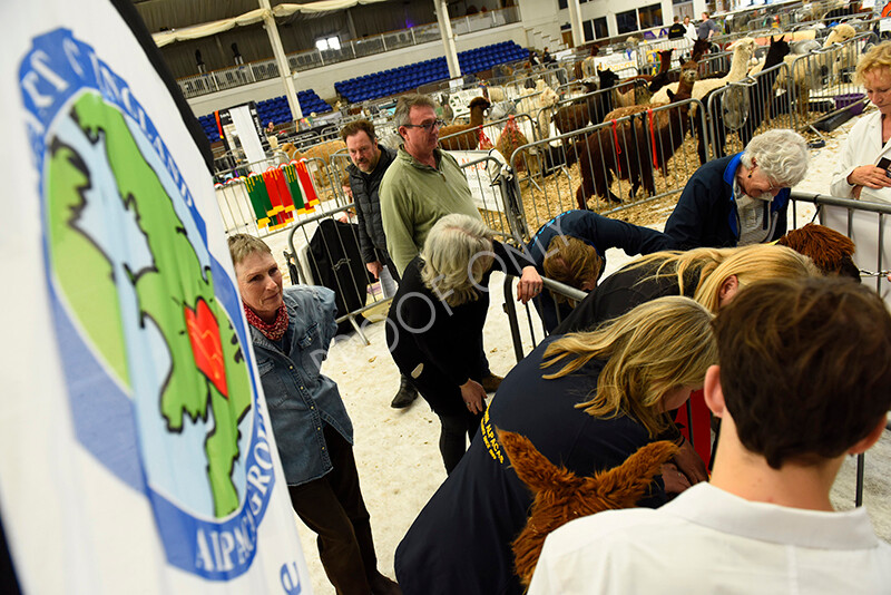 IWP3876 
 HOEAG Spring Fiesta 2024 
 Keywords: Heart of England Alpaca Group, Spring Fiesta 2024, Alpaca Show, Fleece Show Alpaca, Suri, Huacaya