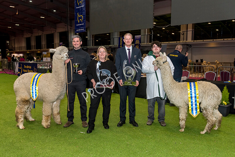 IWM6091 
 BAS National Show 2022 
 Keywords: Surrey Photographer, Alpacas, Suri, Huacaya, BAS National Show 2022, BAS' British Alpaca Society