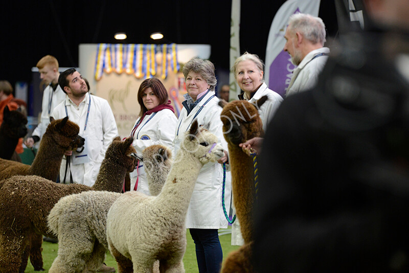 IWM5922 
 BAS National Show 2024 
 Keywords: British Alpaca Society, National Show, 2024, Champion of Champions Fleece Show, Alpaca, Suri, Huacaya