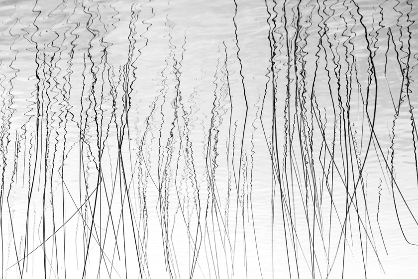 POND-LIFE-(1) 
 Keywords: ingrid Weel Photography, Art Photography, Norway, Ingrid Weel Photography