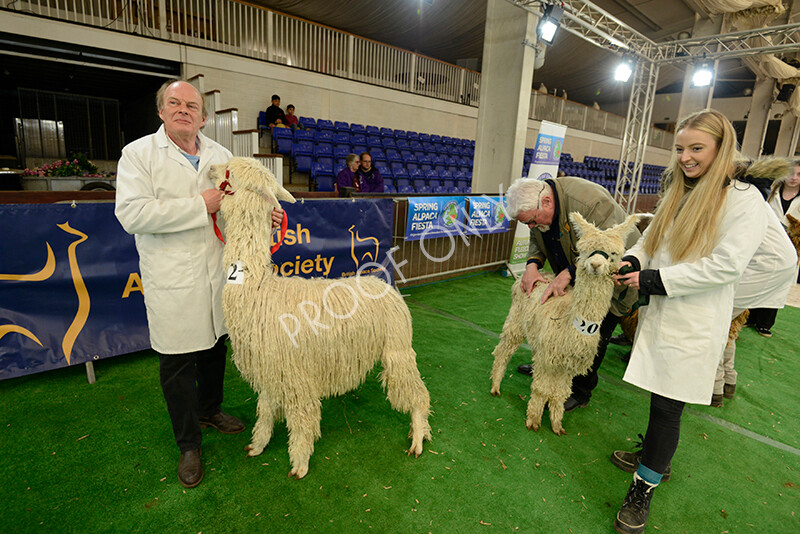 IWM7369 
 HoEAG Spring Fiesta 2022 
 Keywords: Surrey Photographer, Alpacas, Suri, Huacaya, HoEAG, Spring Fiesta, 2022, Heart of England Alpaca Group