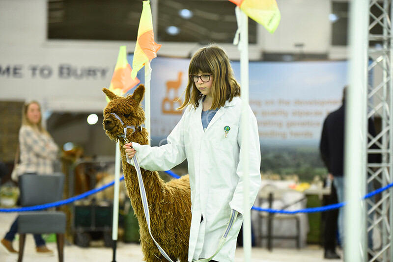 IWP3938 
 HOEAG Spring Fiesta 2024 
 Keywords: Heart of England Alpaca Group, Spring Fiesta 2024, Alpaca Show, Fleece Show Alpaca, Suri, Huacaya