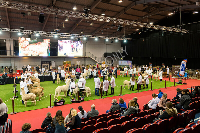 IWM9524 
 Photography of BAS National Show 2023 
 Keywords: Surrey Photographer, Alpacas, Suri, Huacaya, 2023, BAS, British Alpaca Society, Alpaca, Suri, Huacaya, Fleece Judging, Halter Show