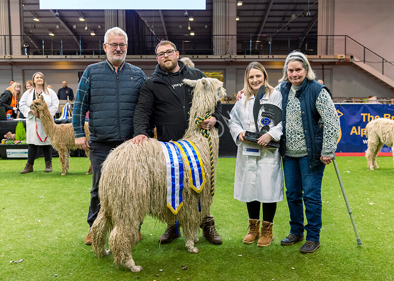 IWM0186 
 Photography of BAS National Show 2023 
 Keywords: Surrey Photographer, Alpacas, Suri, Huacaya, 2023, BAS, British Alpaca Society, Alpaca, Suri, Huacaya, Fleece Judging, Halter Show