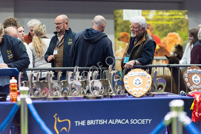 IWP9811 
 BAS National Show 2024 
 Keywords: British Alpaca Society, National Show, 2024, Champion of Champions Fleece Show, Alpaca, Suri, Huacaya