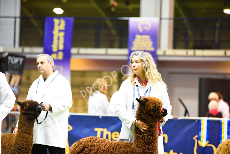 IWM5366 
 BAS National Show 2022 
 Keywords: Surrey Photographer, Alpacas, Suri, Huacaya, BAS National Show 2022, BAS' British Alpaca Society