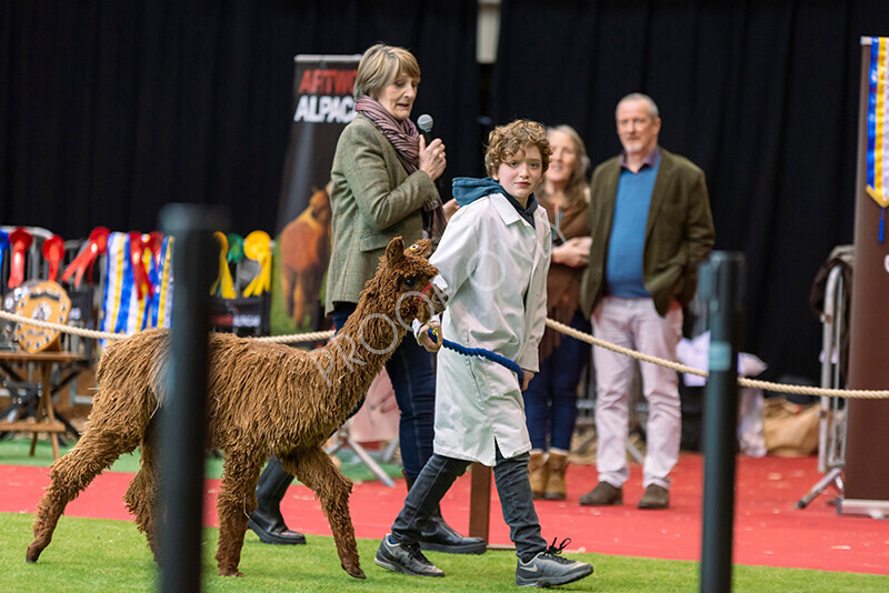 IWM9912 
 Photography of BAS National Show 2023 
 Keywords: Surrey Photographer, Alpacas, Suri, Huacaya, 2023, BAS, British Alpaca Society, Alpaca, Suri, Huacaya, Fleece Judging, Halter Show