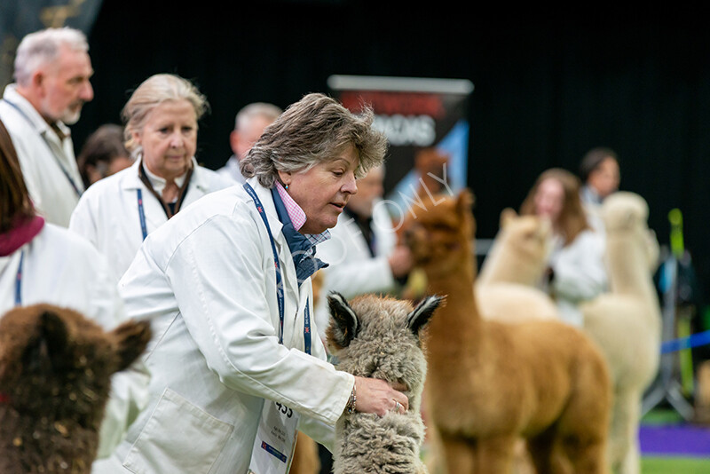 IWM5910 
 BAS National Show 2024 
 Keywords: British Alpaca Society, National Show, 2024, Champion of Champions Fleece Show, Alpaca, Suri, Huacaya