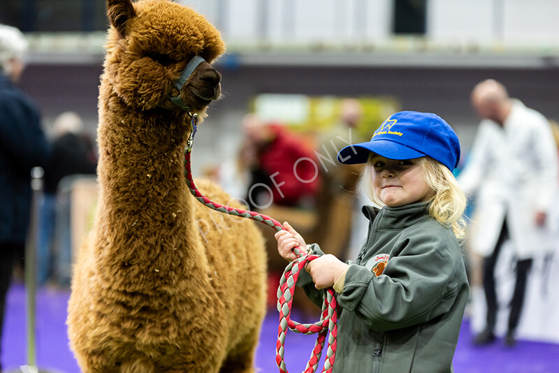 IWP0704 
 BAS National Show 2024 
 Keywords: British Alpaca Society, National Show, 2024, Champion of Champions Fleece Show, Alpaca, Suri, Huacaya