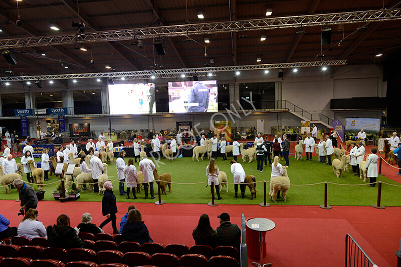 IWM9516 
 Photography of BAS National Show 2023 
 Keywords: Surrey Photographer, Alpacas, Suri, Huacaya, 2023, BAS, British Alpaca Society, Alpaca, Suri, Huacaya, Fleece Judging, Halter Show