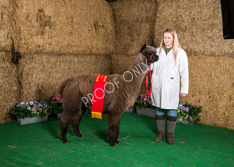 IWM7469 
 HoEAG Spring Fiesta 2022 
 Keywords: Surrey Photographer, Alpacas, Suri, Huacaya, HoEAG, Spring Fiesta, 2022, Heart of England Alpaca Group