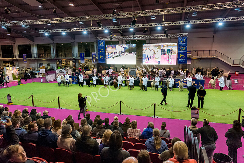 IWM5836 
 BAS National Show 2022 
 Keywords: Surrey Photographer, Alpacas, Suri, Huacaya, BAS National Show 2022, BAS' British Alpaca Society