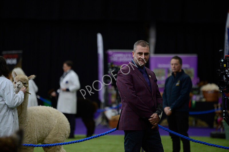 IWM5523 
 BAS National Show 2024 
 Keywords: British Alpaca Society, National Show, 2024, Champion of Champions Fleece Show, Alpaca, Suri, Huacaya