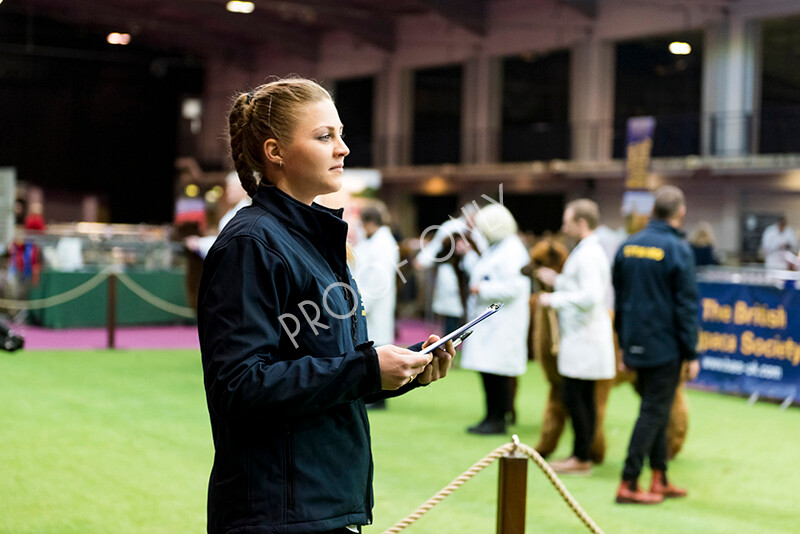 IWM5396 
 BAS National Show 2022 
 Keywords: Surrey Photographer, Alpacas, Suri, Huacaya, BAS National Show 2022, BAS' British Alpaca Society