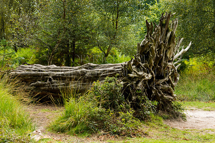 IWM8978 
 NEW FOREST 
 Keywords: INGRID WEEL MEDIA LTD, CORPORATE PHOTOGRAPHY SURREY, BUSINES PHOTOGRAPHY, WEDDING PHOTOGRAPHY, FINE ART PHOTOGRAPHY, FAMILY PHOTOGRAPHY, SOCIAL, TREES, LANDSCAPES