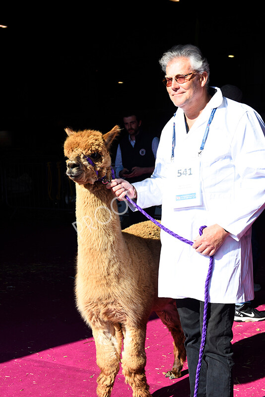 IWM5145 
 BAS National Show 2022 
 Keywords: Surrey Photographer, Alpacas, Suri, Huacaya, BAS National Show 2022, BAS' British Alpaca Society