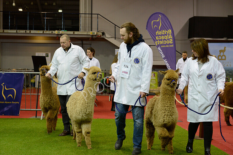 IWM9498 
 Photography of BAS National Show 2023 
 Keywords: Surrey Photographer, Alpacas, Suri, Huacaya, 2023, BAS, British Alpaca Society, Alpaca, Suri, Huacaya, Fleece Judging, Halter Show