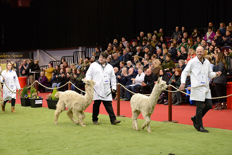 IWM0136 
 Photography of BAS National Show 2023 
 Keywords: Surrey Photographer, Alpacas, Suri, Huacaya, 2023, BAS, British Alpaca Society, Alpaca, Suri, Huacaya, Fleece Judging, Halter Show