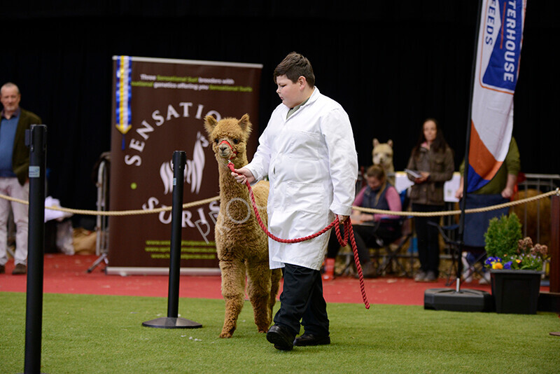 IWM9926 
 Photography of BAS National Show 2023 
 Keywords: Surrey Photographer, Alpacas, Suri, Huacaya, 2023, BAS, British Alpaca Society, Alpaca, Suri, Huacaya, Fleece Judging, Halter Show