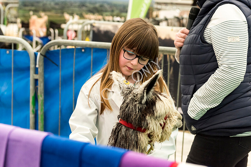 IWP7591 
 HoEAG Spring Fiesta 2022 
 Keywords: Surrey Photographer, Alpacas, Suri, Huacaya, HoEAG, Spring Fiesta, 2022, Heart of England Alpaca Group