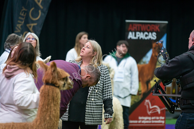 IWM5859 
 BAS National Show 2024 
 Keywords: British Alpaca Society, National Show, 2024, Champion of Champions Fleece Show, Alpaca, Suri, Huacaya