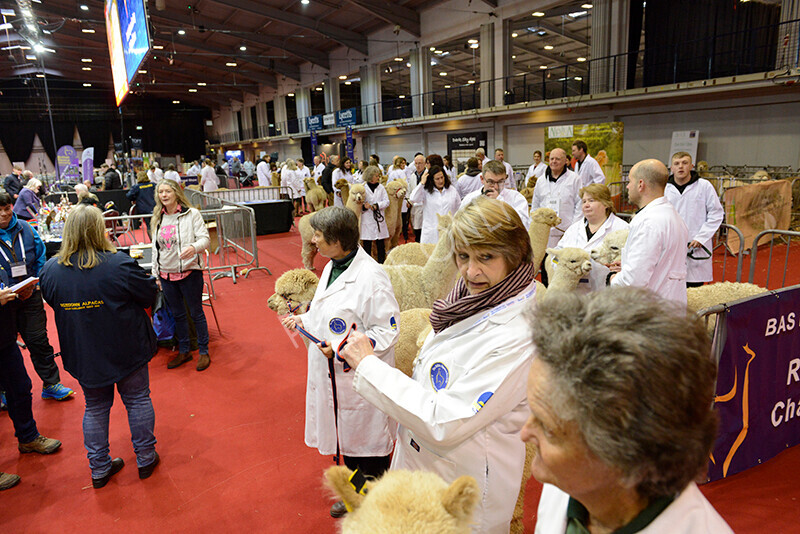 IWM9465 
 Photography of BAS National Show 2023 
 Keywords: Surrey Photographer, Alpacas, Suri, Huacaya, 2023, BAS, British Alpaca Society, Alpaca, Suri, Huacaya, Fleece Judging, Halter Show