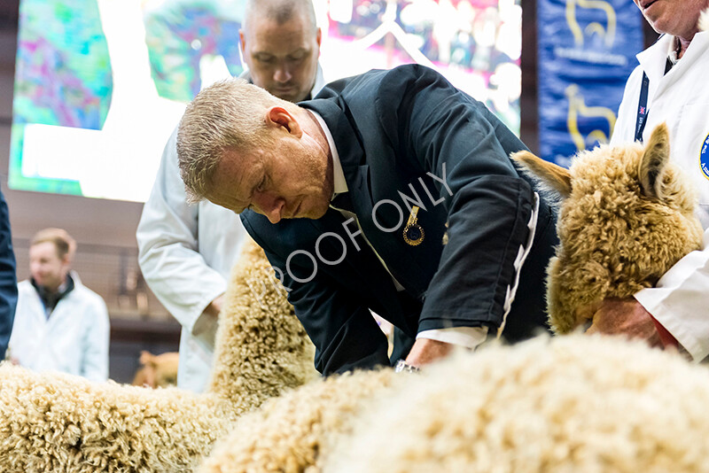 IWM5578 
 BAS National Show 2022 
 Keywords: Surrey Photographer, Alpacas, Suri, Huacaya, BAS National Show 2022, BAS' British Alpaca Society