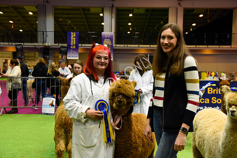 IWM5778 
 BAS National Show 2022 
 Keywords: Surrey Photographer, Alpacas, Suri, Huacaya, BAS National Show 2022, BAS' British Alpaca Society