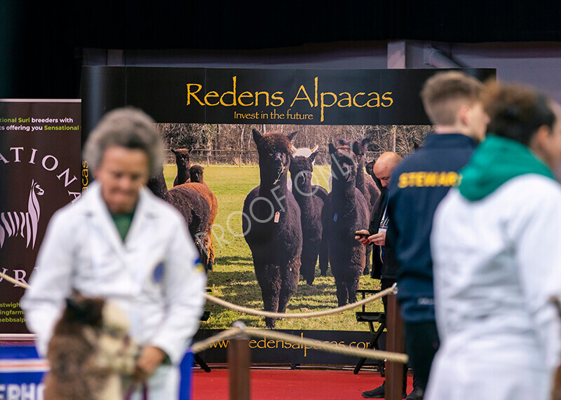 IWM9806 
 Photography of BAS National Show 2023 
 Keywords: Surrey Photographer, Alpacas, Suri, Huacaya, 2023, BAS, British Alpaca Society, Alpaca, Suri, Huacaya, Fleece Judging, Halter Show