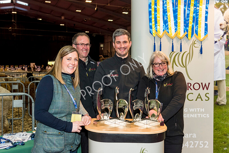 IWM5247 
 BAS National Show 2022 
 Keywords: Surrey Photographer, Alpacas, Suri, Huacaya, BAS National Show 2022, BAS' British Alpaca Society