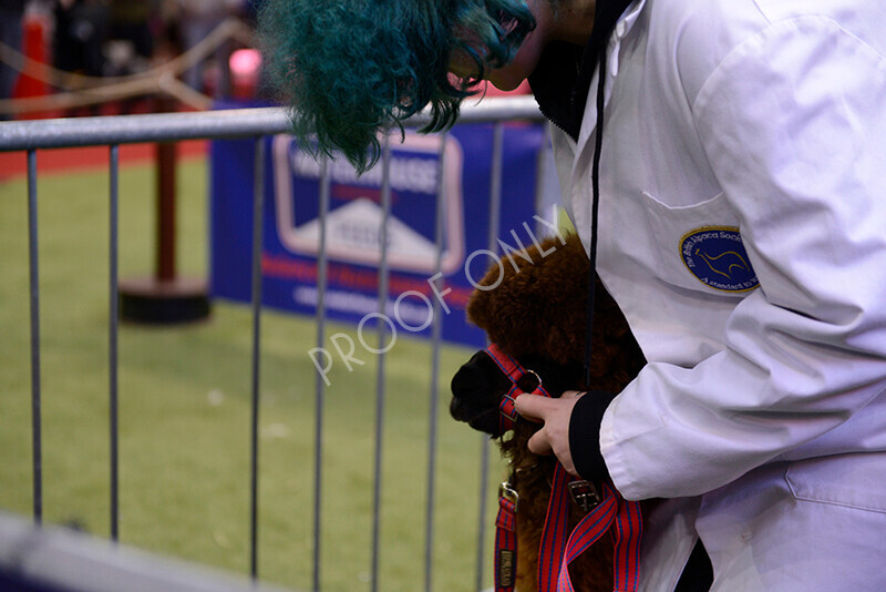 IWM9981 
 Photography of BAS National Show 2023 
 Keywords: Surrey Photographer, Alpacas, Suri, Huacaya, 2023, BAS, British Alpaca Society, Alpaca, Suri, Huacaya, Fleece Judging, Halter Show