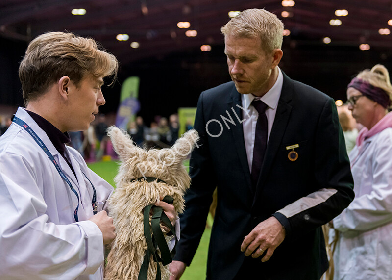 IWM5929 
 BAS National Show 2022 
 Keywords: Surrey Photographer, Alpacas, Suri, Huacaya, BAS National Show 2022, BAS' British Alpaca Society