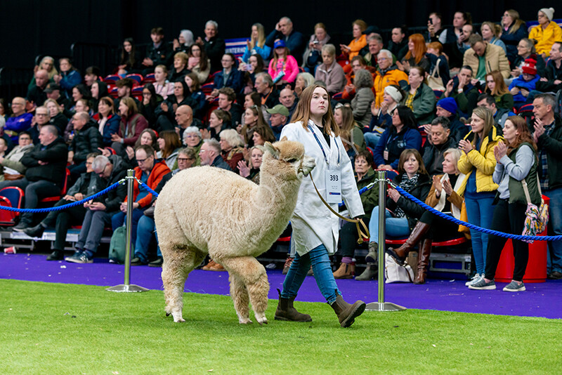 IWM5891 
 BAS National Show 2024 
 Keywords: British Alpaca Society, National Show, 2024, Champion of Champions Fleece Show, Alpaca, Suri, Huacaya