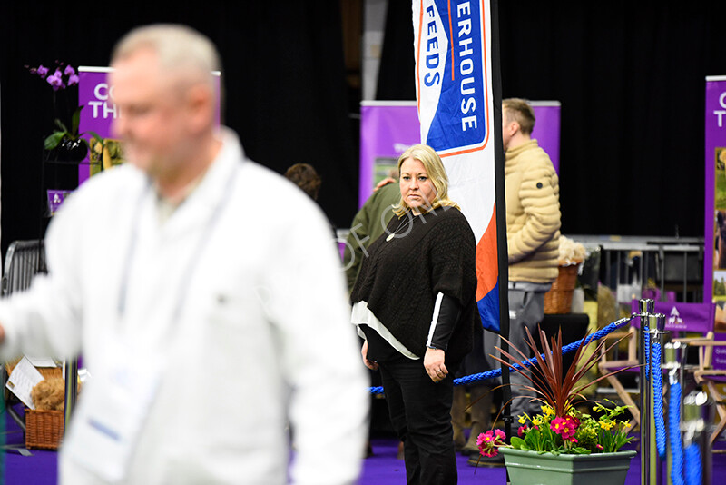 IWP9825 
 BAS National Show 2024 
 Keywords: British Alpaca Society, National Show, 2024, Champion of Champions Fleece Show, Alpaca, Suri, Huacaya