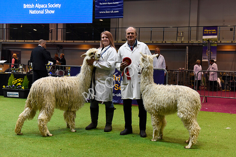 IWM5658 
 BAS National Show 2022 
 Keywords: Surrey Photographer, Alpacas, Suri, Huacaya, BAS National Show 2022, BAS' British Alpaca Society