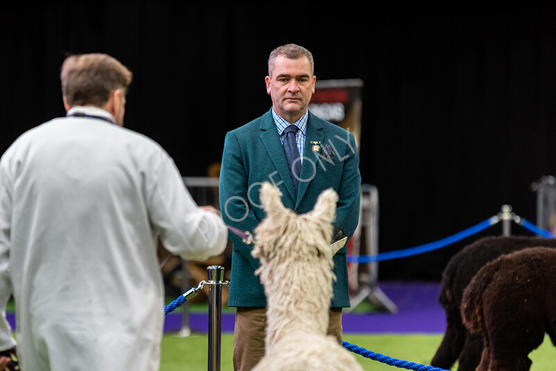 IWP0010 
 BAS National Show 2024 
 Keywords: British Alpaca Society, National Show, 2024, Champion of Champions Fleece Show, Alpaca, Suri, Huacaya